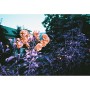 Lomography Simple Use Reloadable Film Camera LomoChrome Purple
