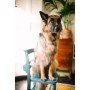 Sigma 35mm F1.2 DG II Art for Sony E / L- Mount